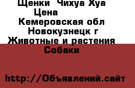 Щенки  Чихуа Хуа › Цена ­ 10 000 - Кемеровская обл., Новокузнецк г. Животные и растения » Собаки   
